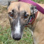 COMPASS BOX, Adoptable, Adult Female Greyhound.