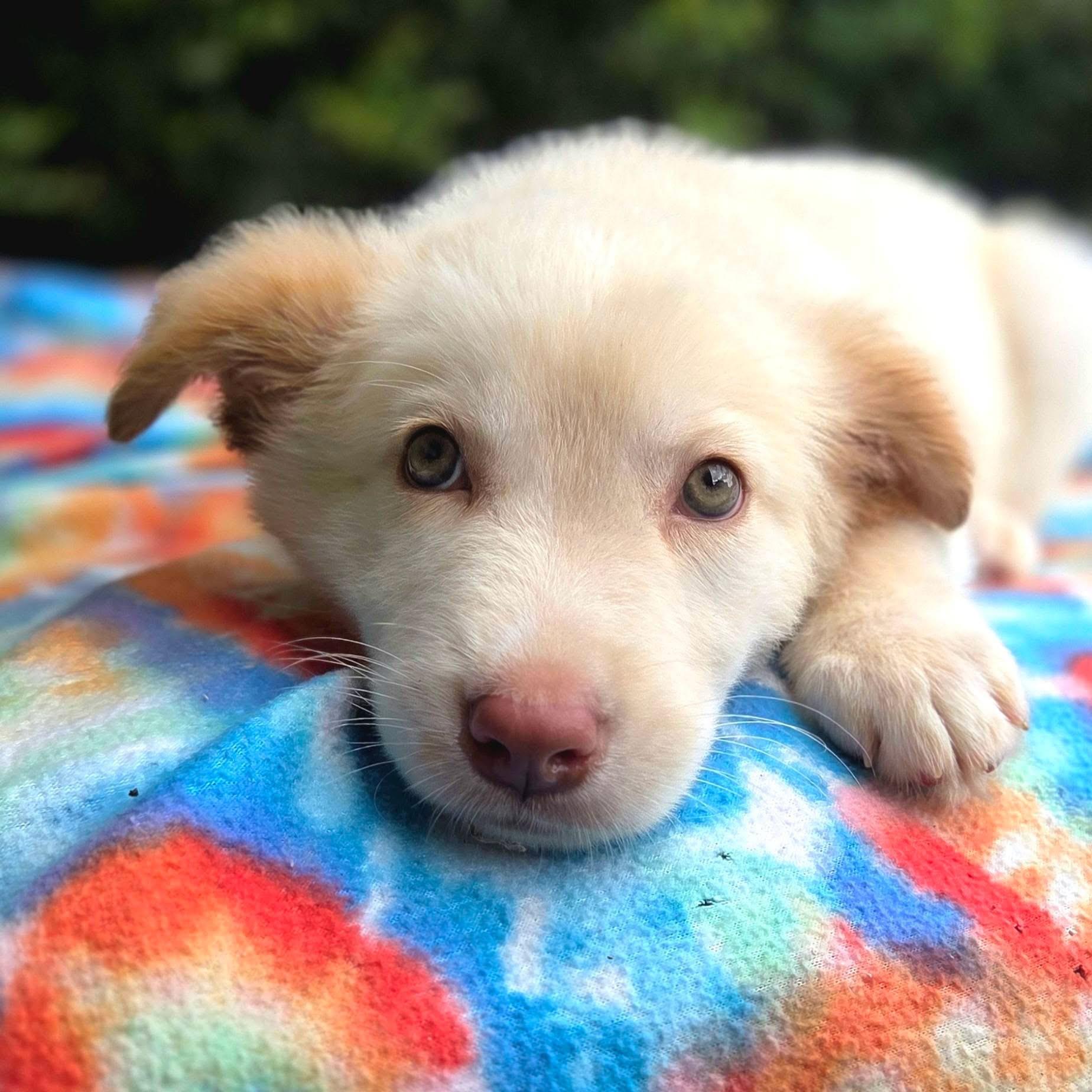 Dipper, an adopted Mixed Breed in Mendham, NJ image 3/3