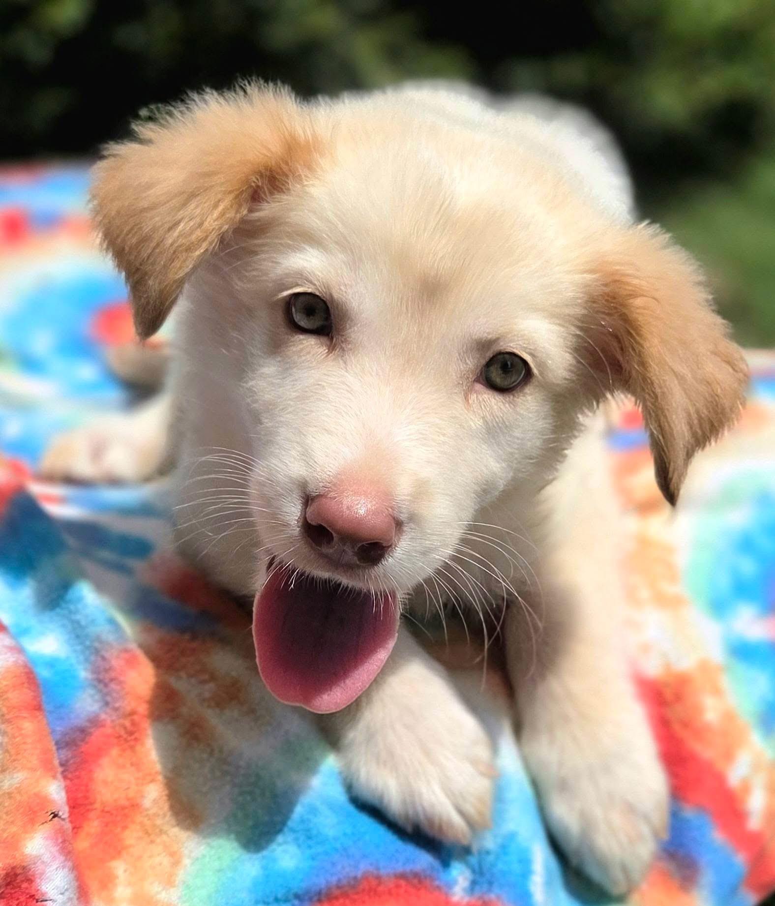 Dipper, an adopted Mixed Breed in Mendham, NJ image 2/3