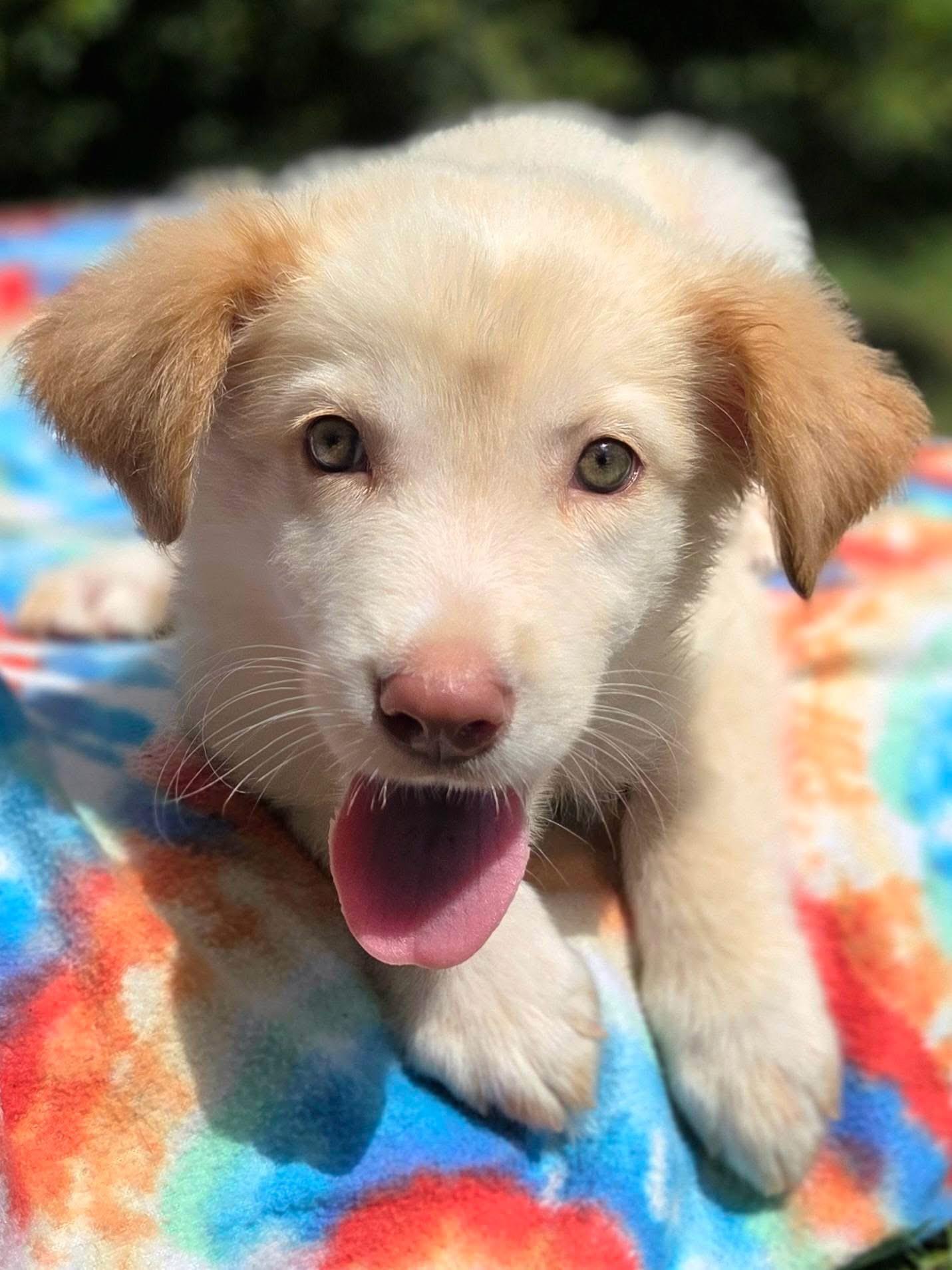 Dipper, an adopted Mixed Breed in Mendham, NJ image 1/3