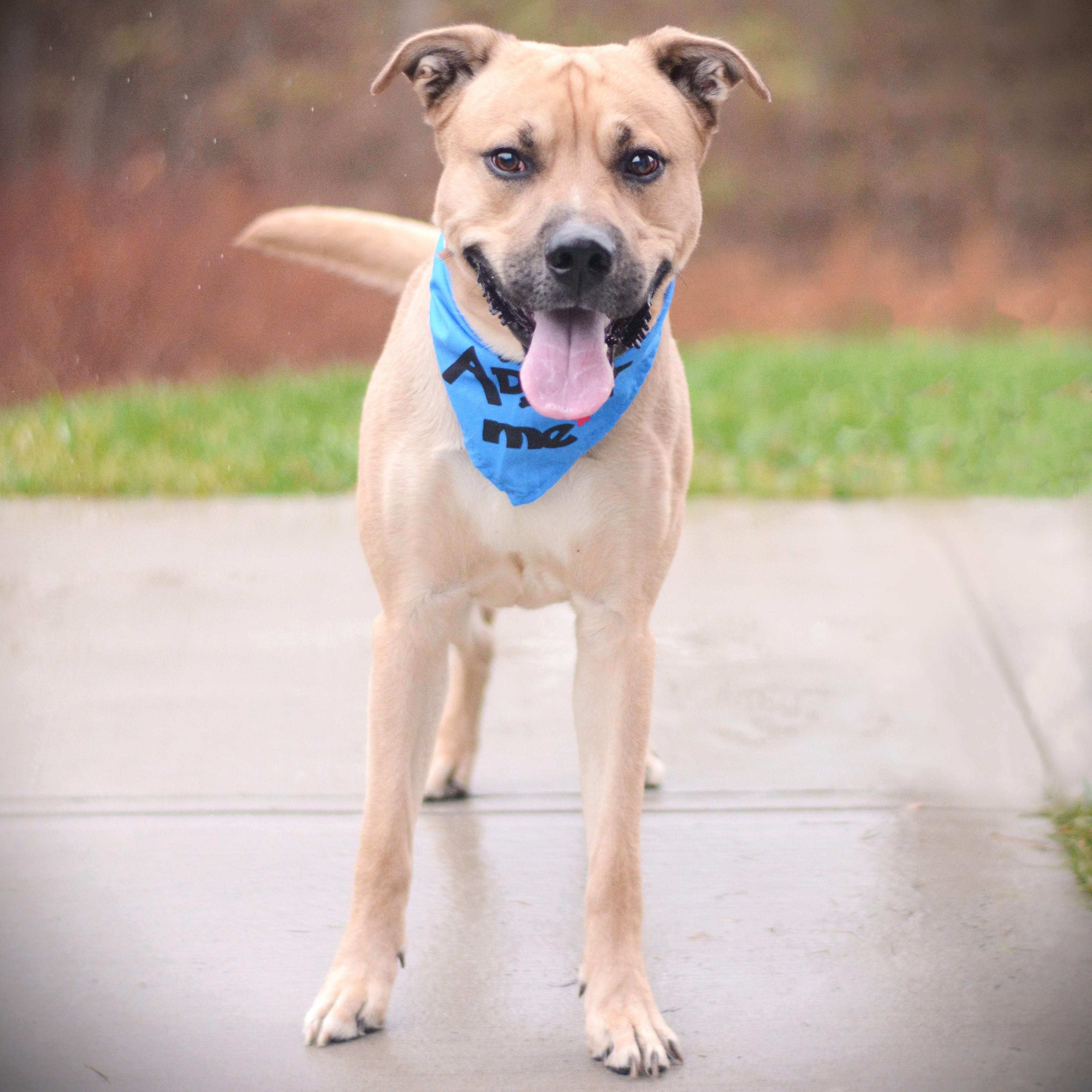 Enlarge Enzo, a Adoptable mixed breed in Amsterdam, NY image 2/2