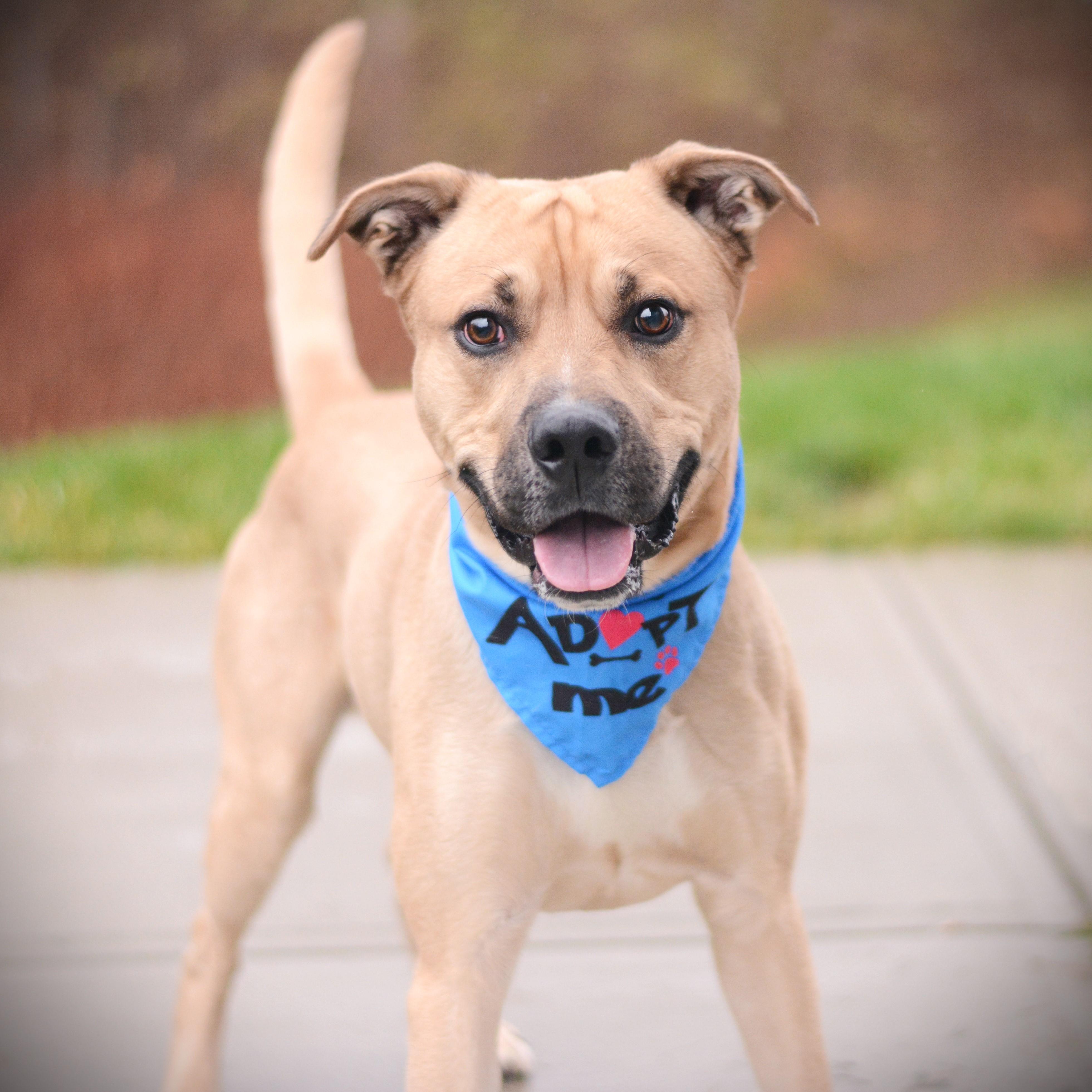 Enlarge Enzo, a Adoptable mixed breed in Amsterdam, NY image 1/2