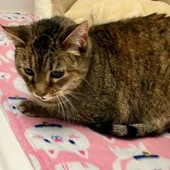 Abby-Comes with Vet Care Support for Life!