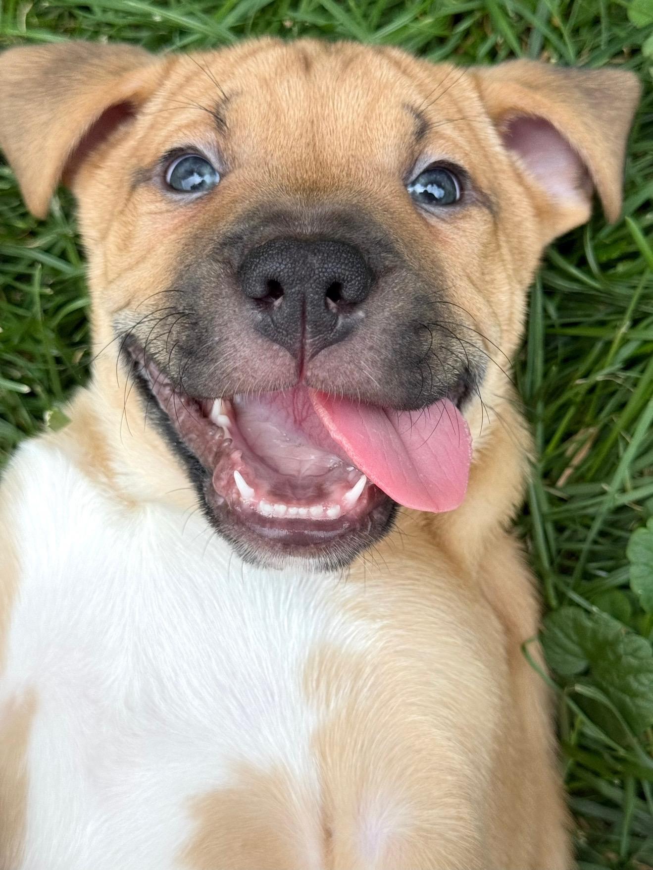 Mak, Adopted, Puppy Male Rhodesian Ridgeback & Mastiff.