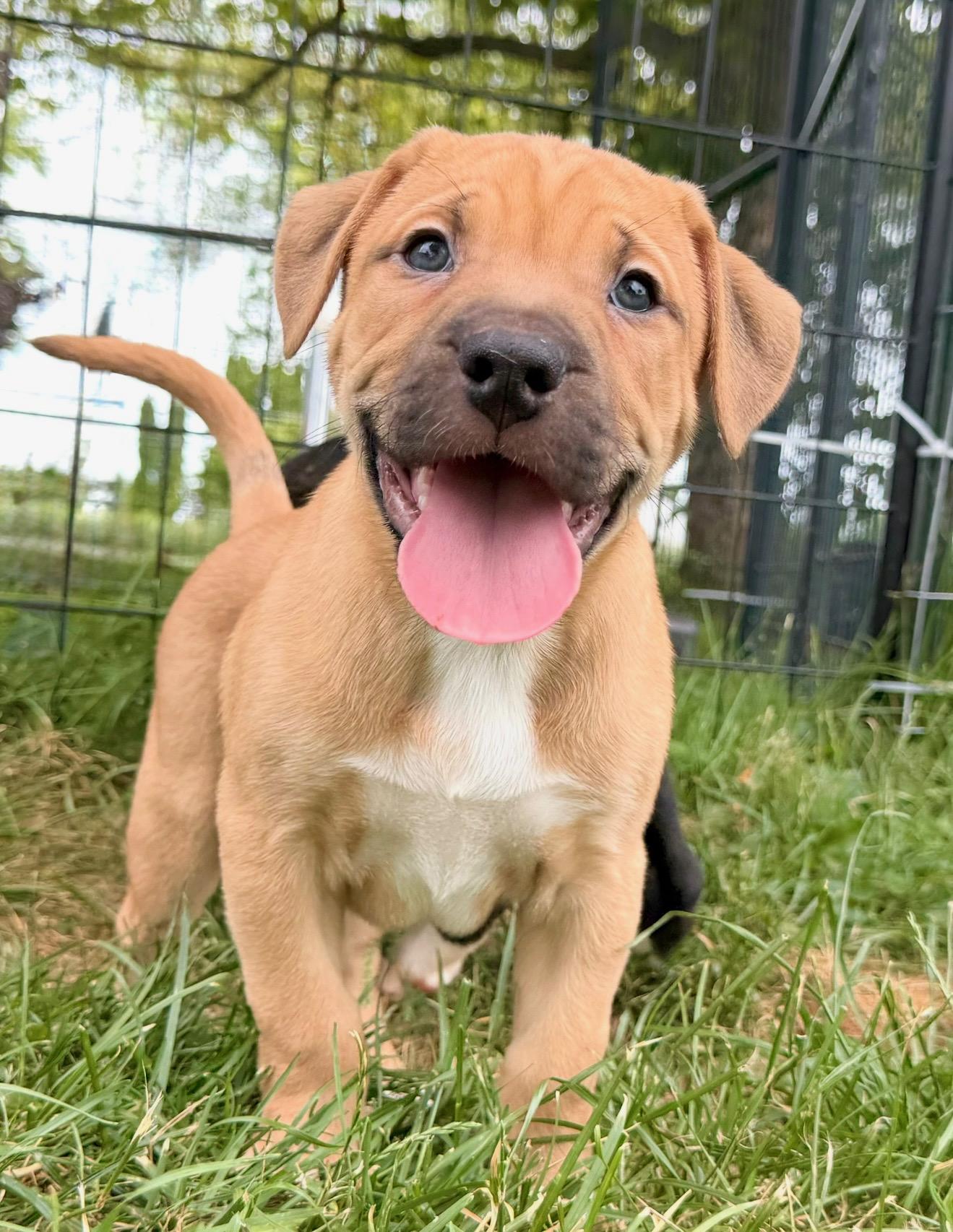 Enlarge Mak, a Adopted mixed breed in Hilton, NY image 2/3