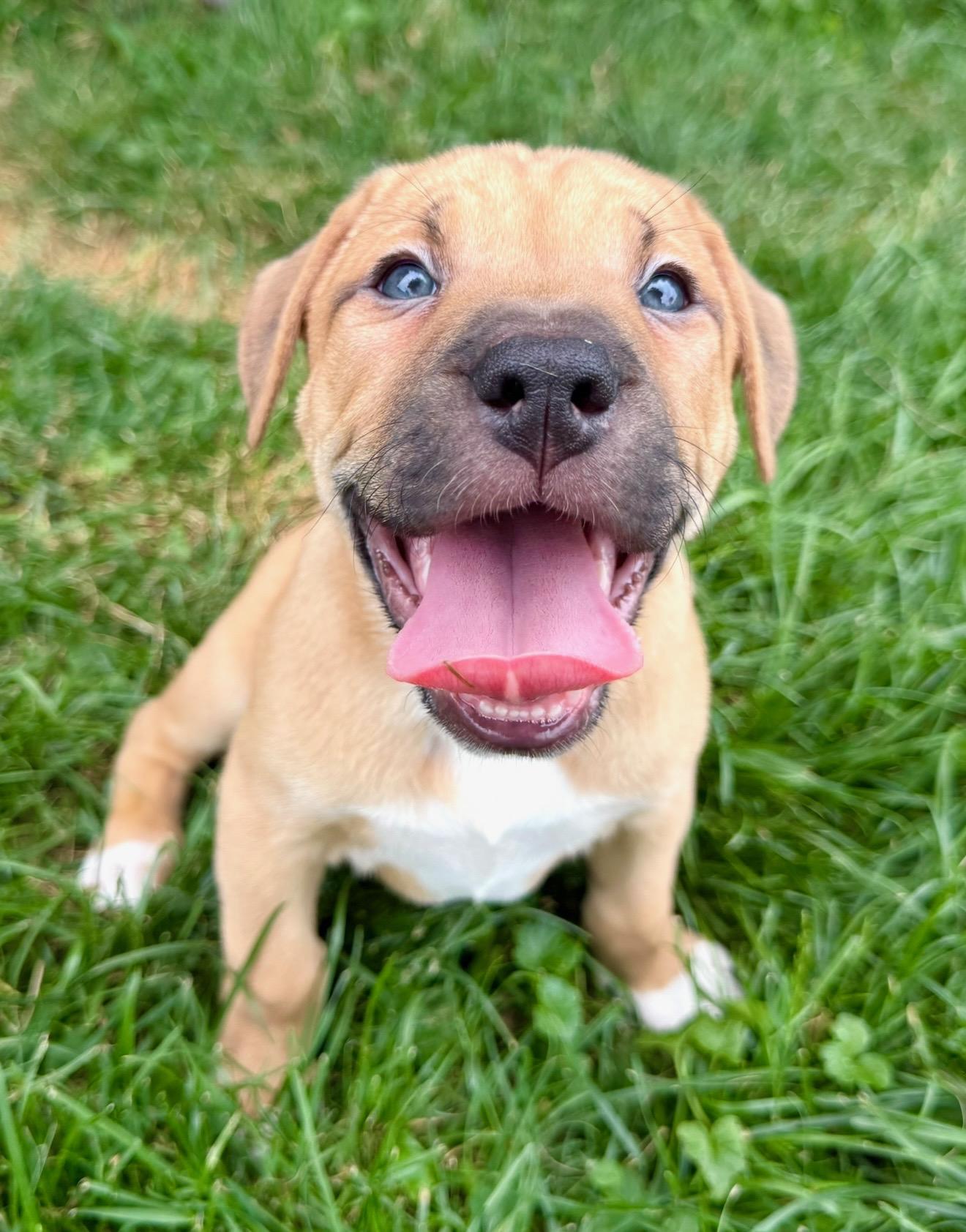 Enlarge Mak, a Adopted mixed breed in Hilton, NY image 3/3