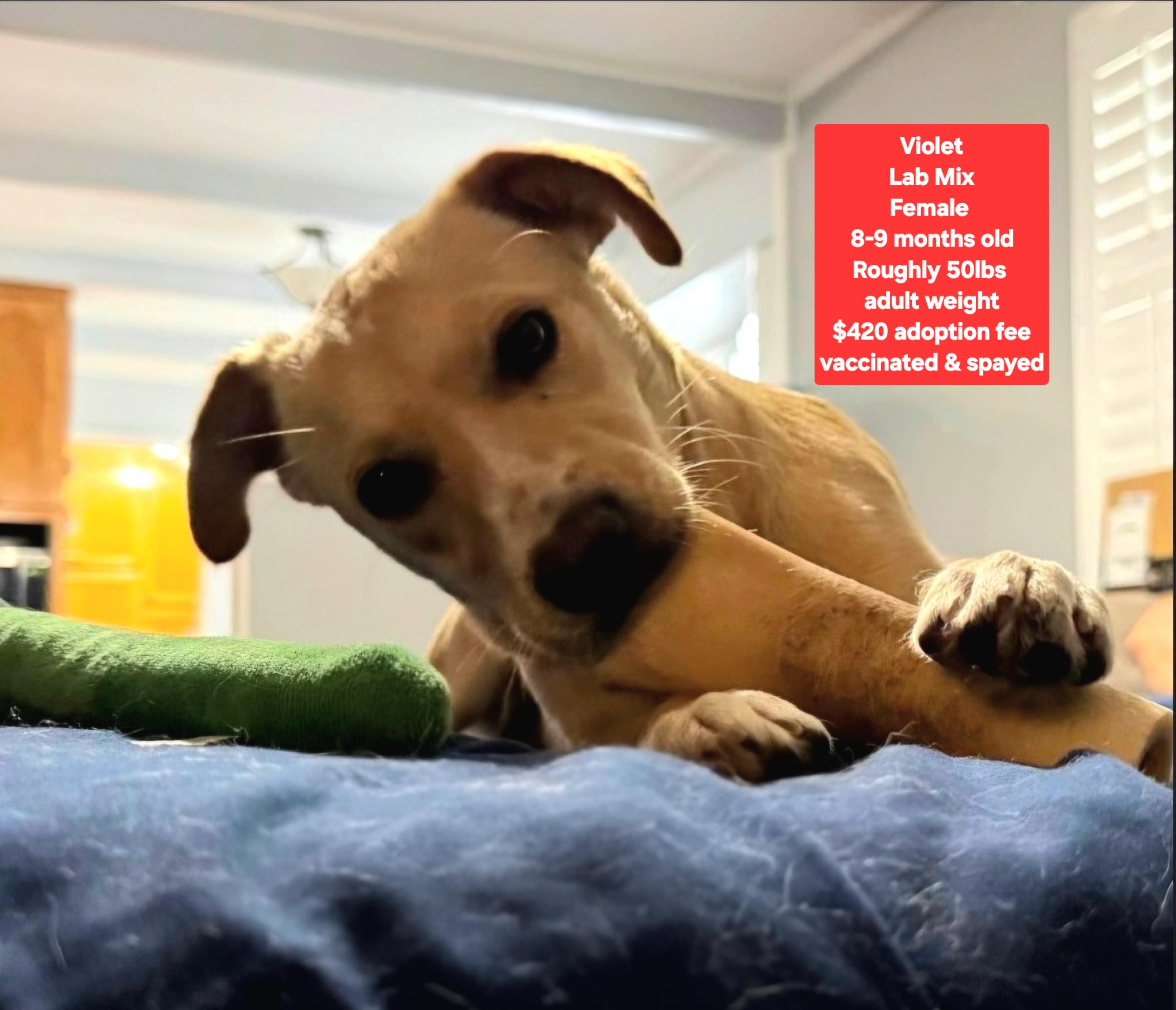 Enlarge Violet, an adopted mixed breed in Oviedo, FL image 1/1