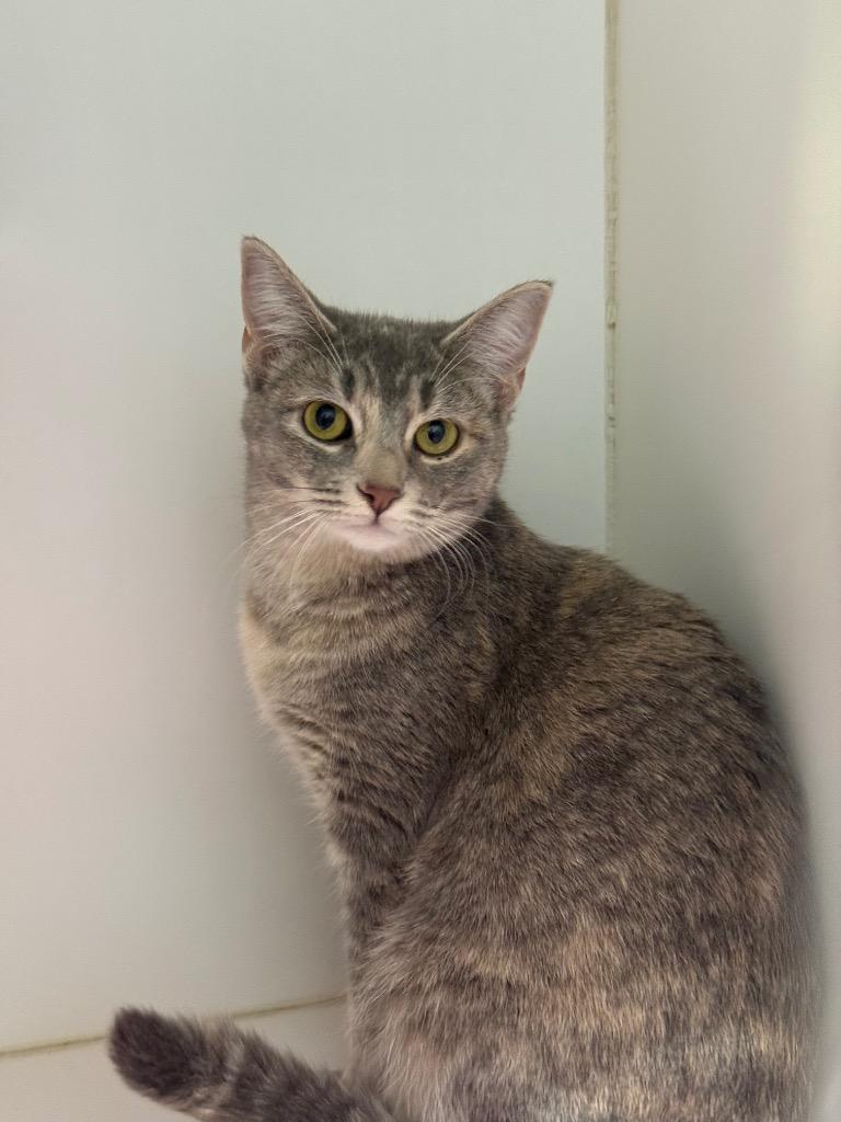 Enlarge Athena R., a Adoptable mixed breed in Sapulpa, OK image 1/2