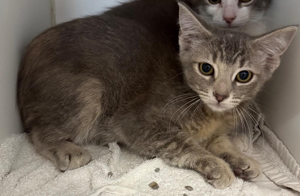 Enlarge Athena R., a Adoptable mixed breed in Sapulpa, OK image 2/2