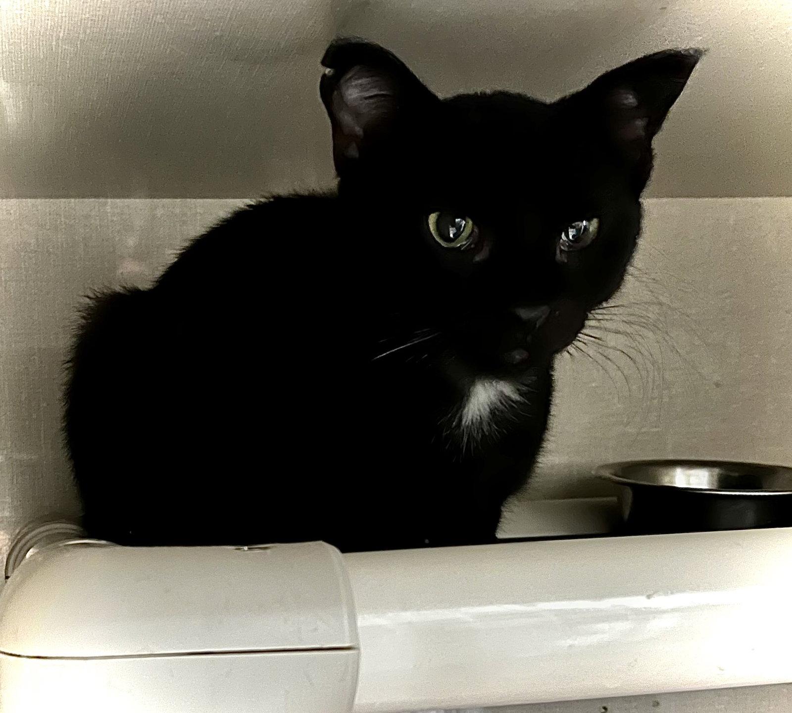 McMuffin, Adopted, Young Male Domestic Short Hair.
