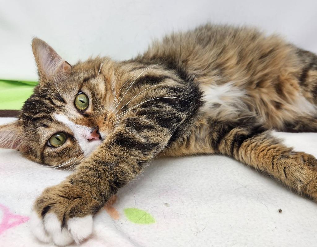 Enlarge Obie, a Adoptable mixed breed in Kenai, AK image 1/3