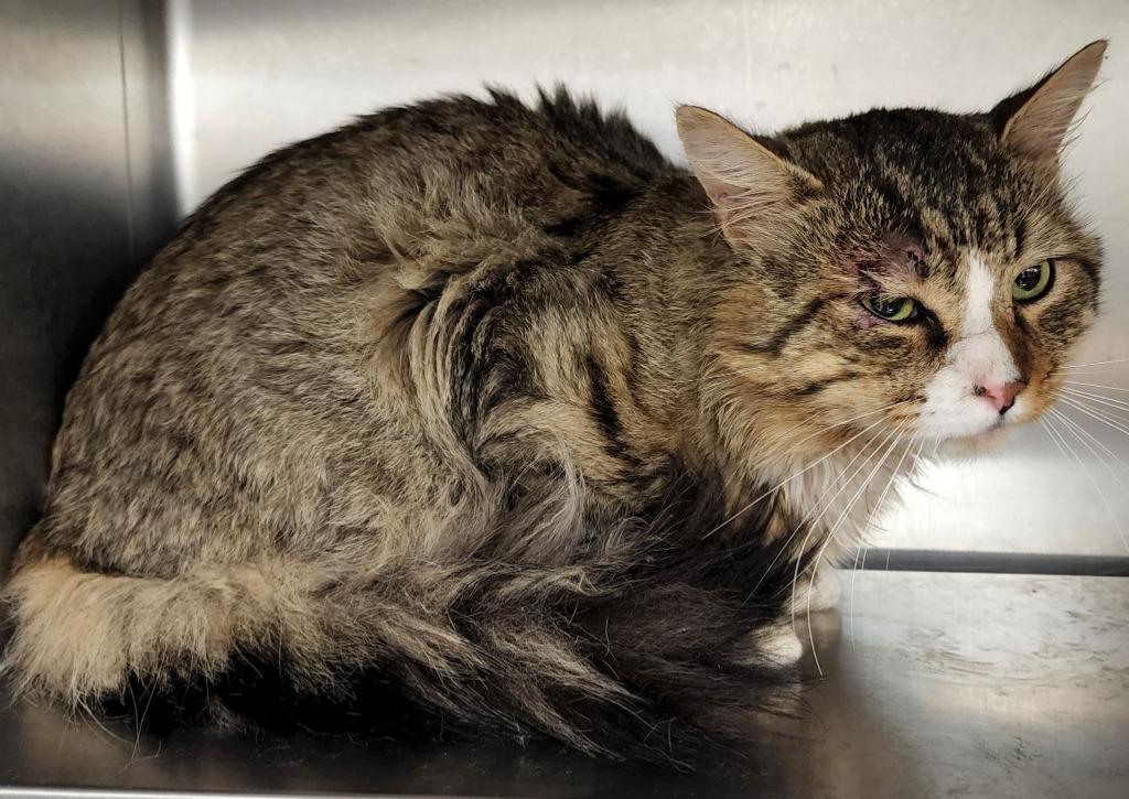 Enlarge Obie, a Adoptable mixed breed in Kenai, AK image 2/3