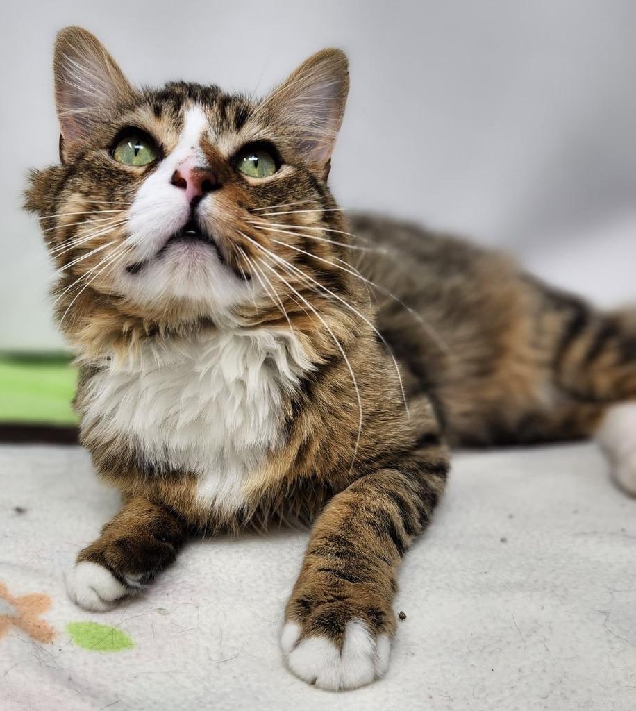 Enlarge Obie, a Adoptable mixed breed in Kenai, AK image 3/3