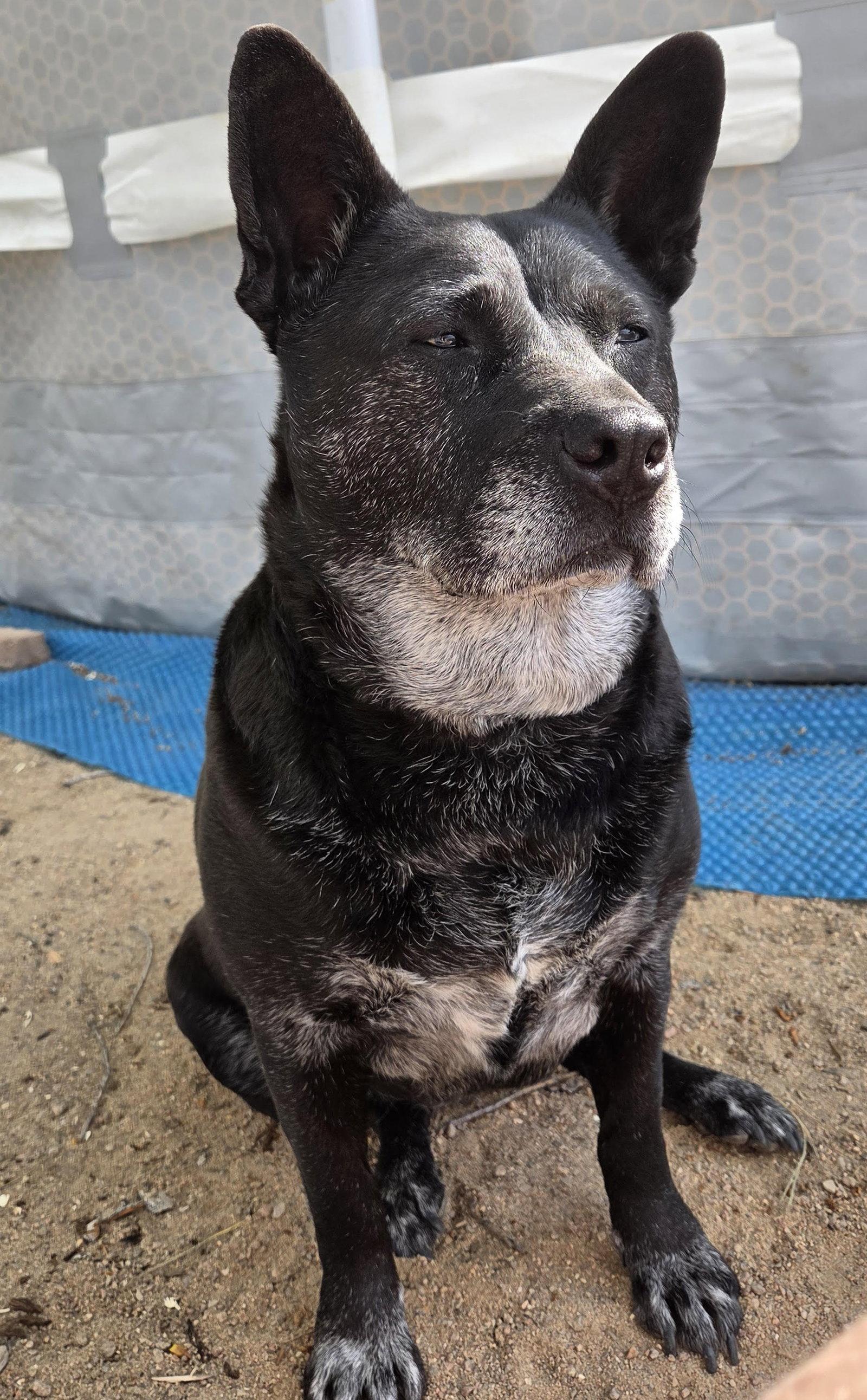 Enlarge Liv Sponsored Adoption Fee, a Adoptable Australian Cattle Dog / Blue Heeler in Evergreen, CO image 1/3