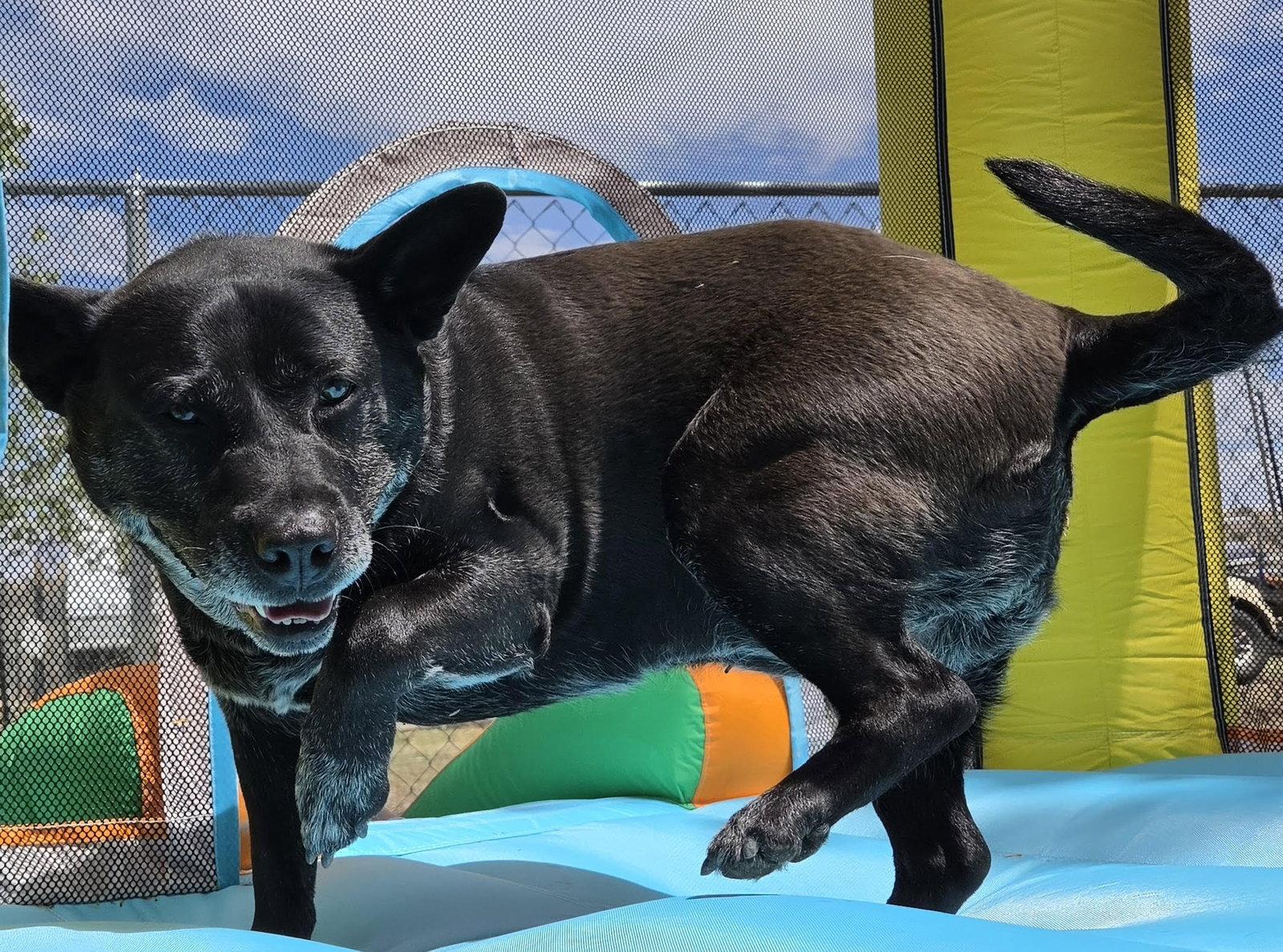 Liv Sponsored Adoption Fee, a Adoptable Australian Cattle Dog / Blue Heeler in Evergreen, CO image 2/3