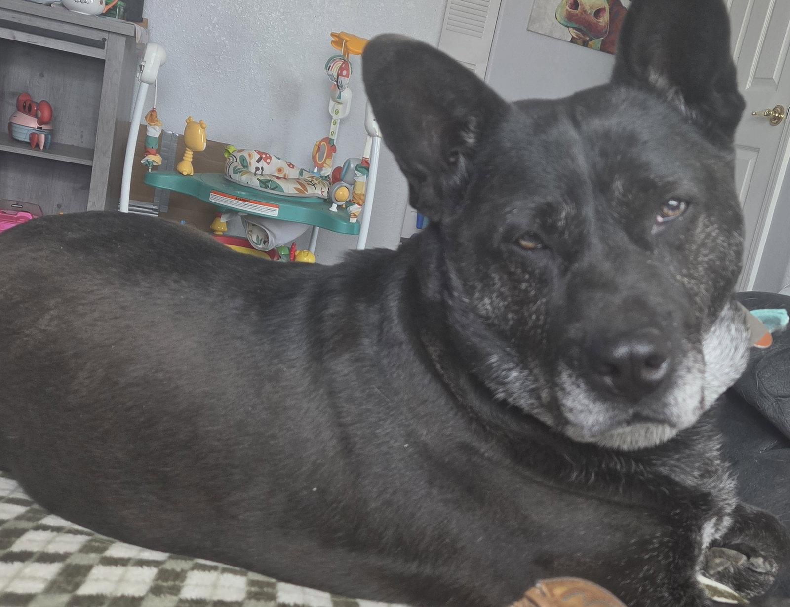 Liv Sponsored Adoption Fee, Adoptable, Senior Female Australian Cattle Dog / Blue Heeler.