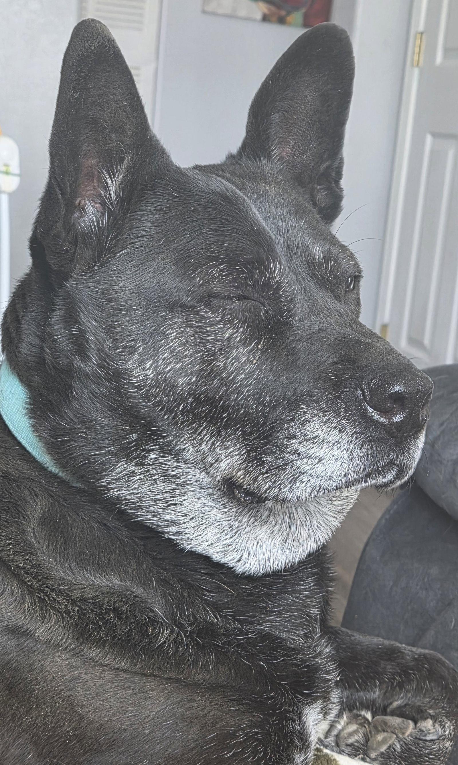 Enlarge Liv Sponsored Adoption Fee, a Adoptable Australian Cattle Dog / Blue Heeler in Evergreen, CO image 2/3