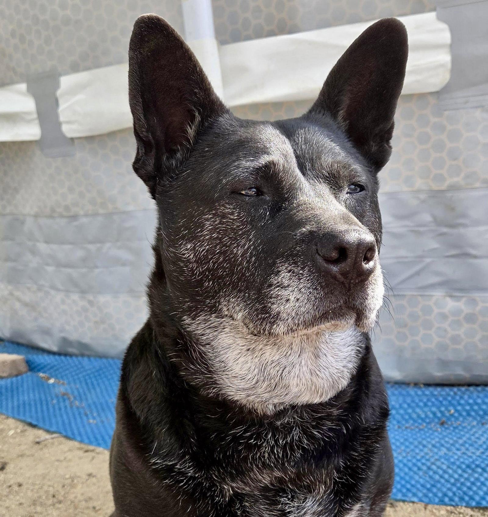 Liv Sponsored Adoption Fee, a Adoptable Australian Cattle Dog / Blue Heeler in Evergreen, CO image 2/3