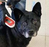 Enlarge Liv Sponsored Adoption Fee, a Adoptable Australian Cattle Dog / Blue Heeler in Evergreen, CO image 3/3