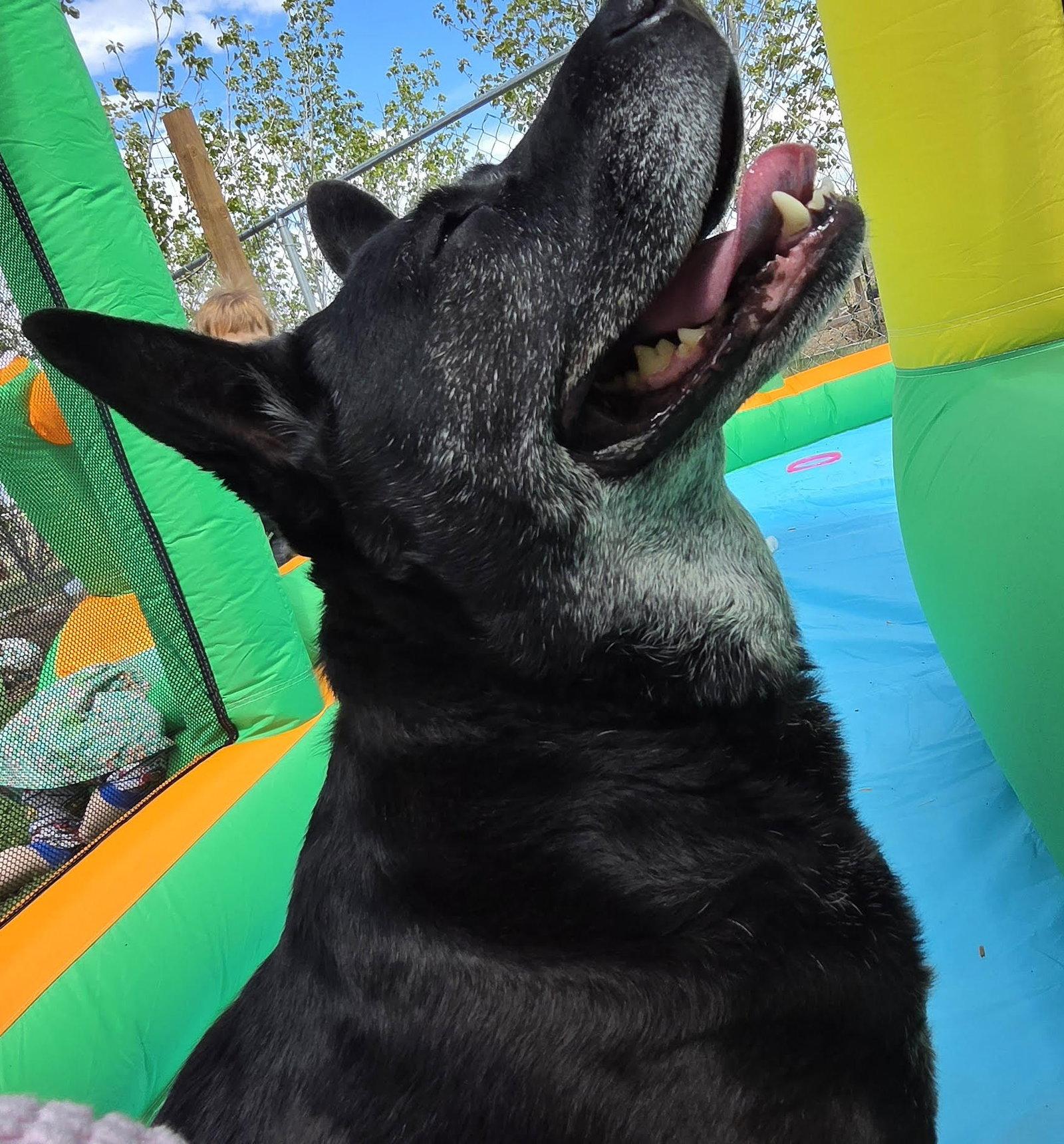 Enlarge Liv Sponsored Adoption Fee, a Adoptable Australian Cattle Dog / Blue Heeler in Evergreen, CO image 3/3