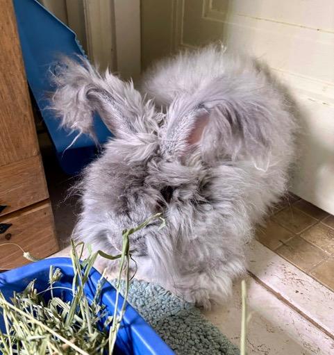 Enlarge Coquette, a Adoptable Angora Rabbit in Pittsburgh, PA image 3/4