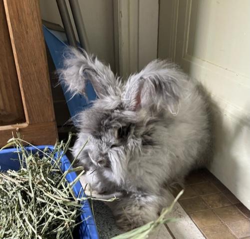Enlarge Coquette, a Adoptable Angora Rabbit in Pittsburgh, PA image 2/4