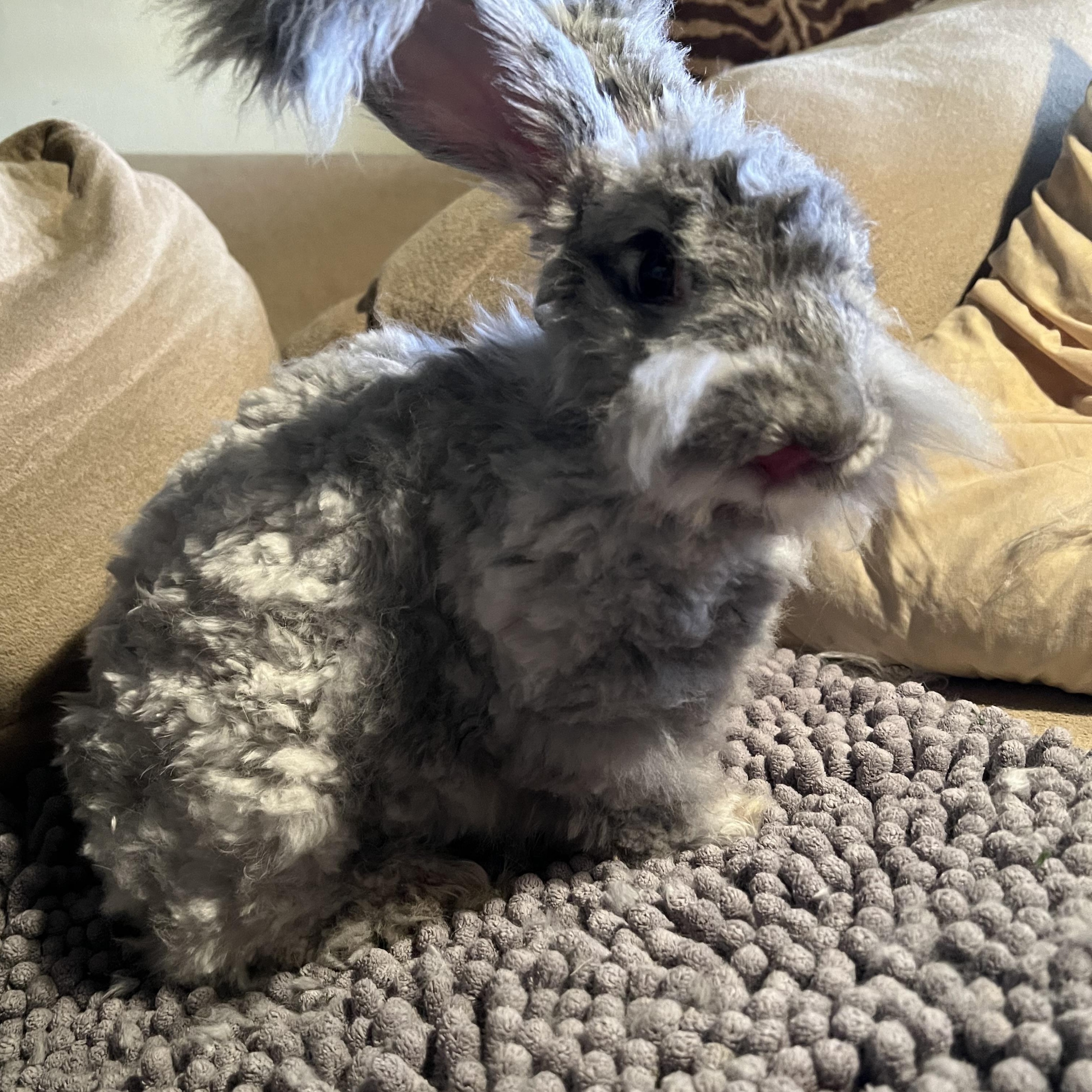 Enlarge Coquette, a Adoptable Angora Rabbit in Pittsburgh, PA image 1/4