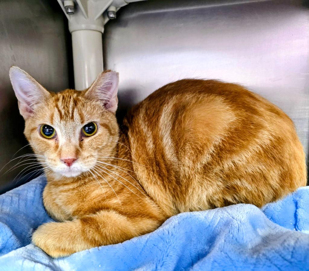 Enlarge Hendrix, a Adoptable mixed breed in New Manchester, WV image 1/1