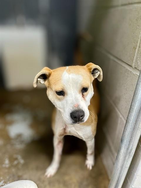 DAISY, Adoptable, Adult Female American Staffordshire Terrier.