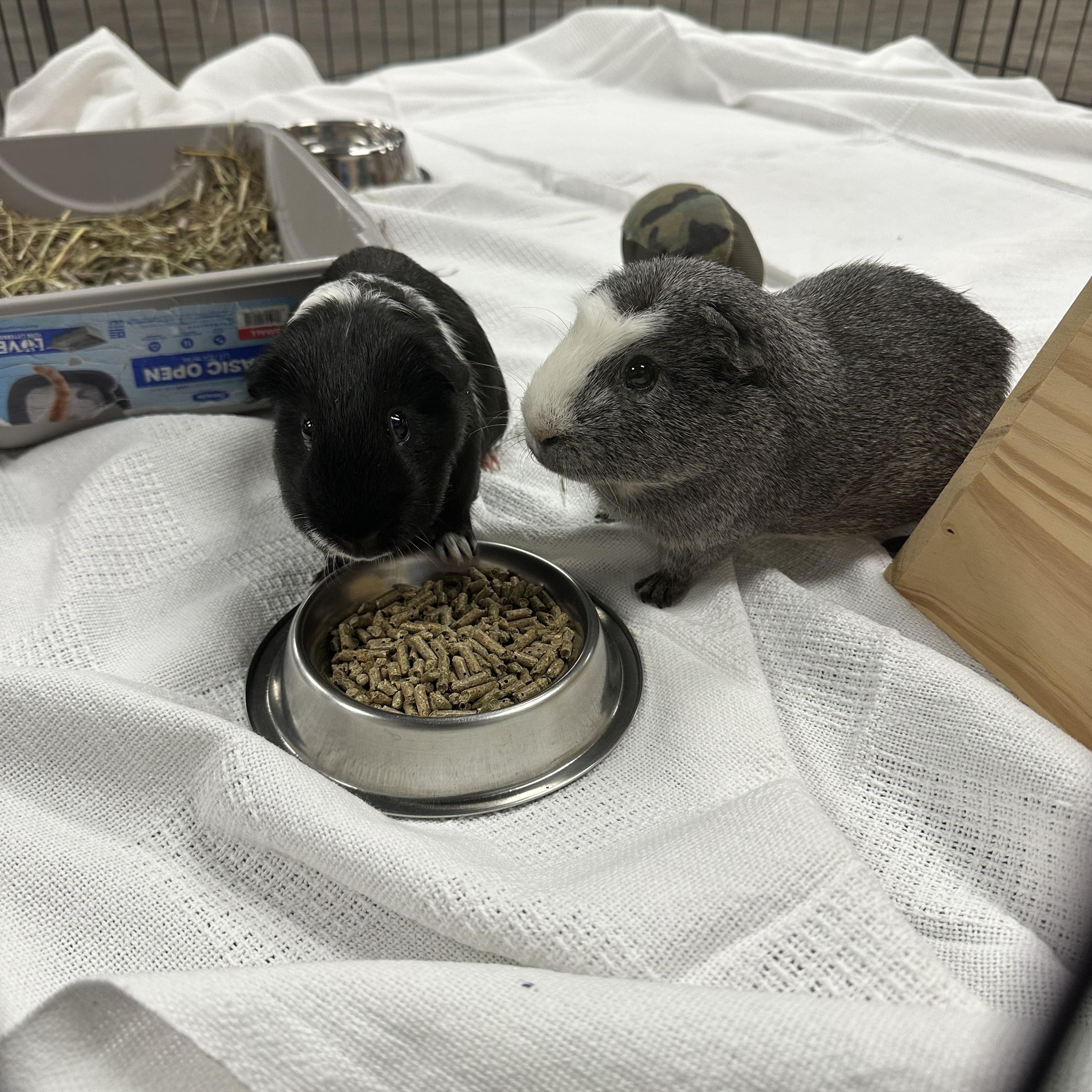 Coffee & Latte, Adoptable, Adult Male Guinea Pig.
