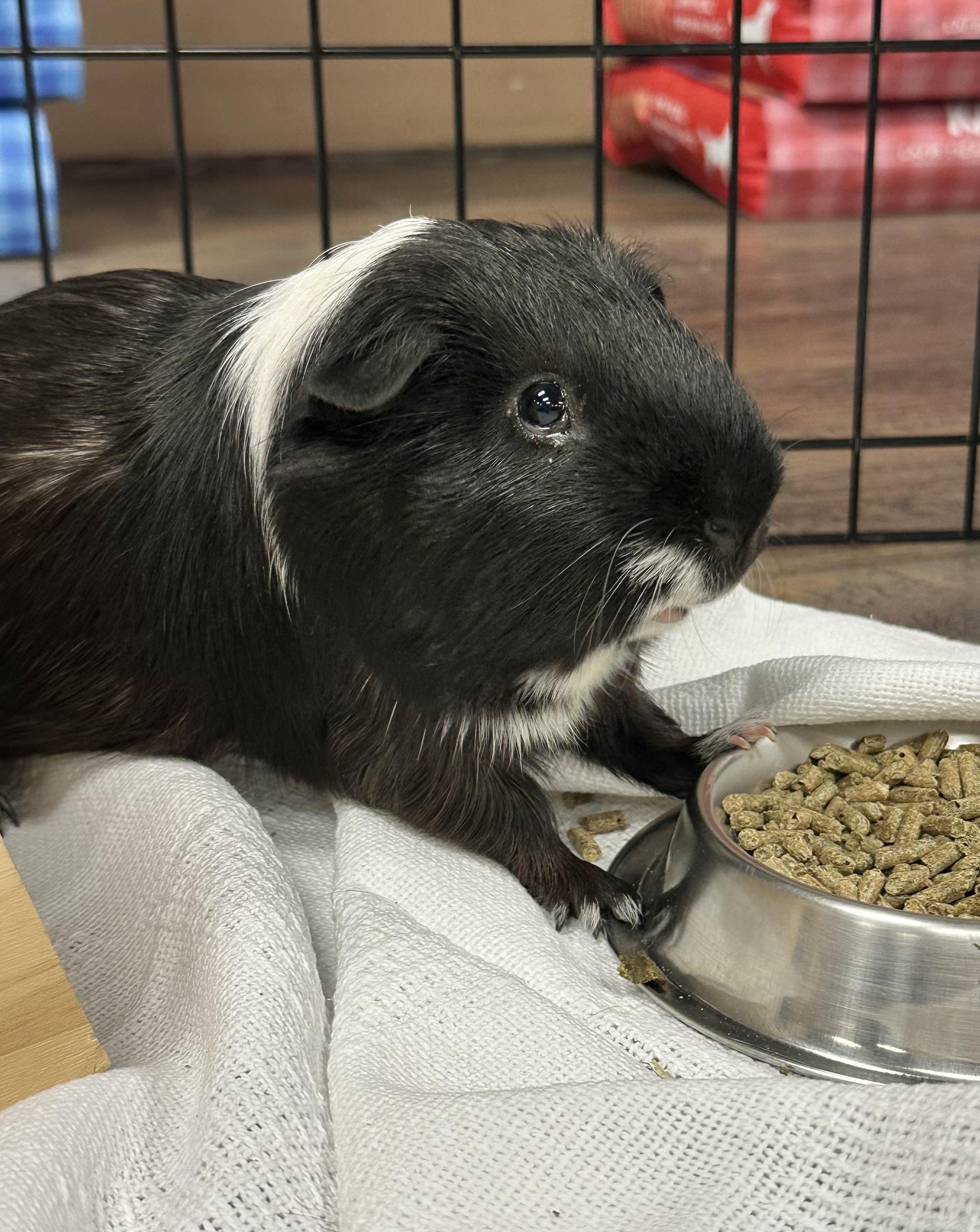 Enlarge Coffee & Latte, a Adoptable Guinea Pig in Riverside, CA image 2/3