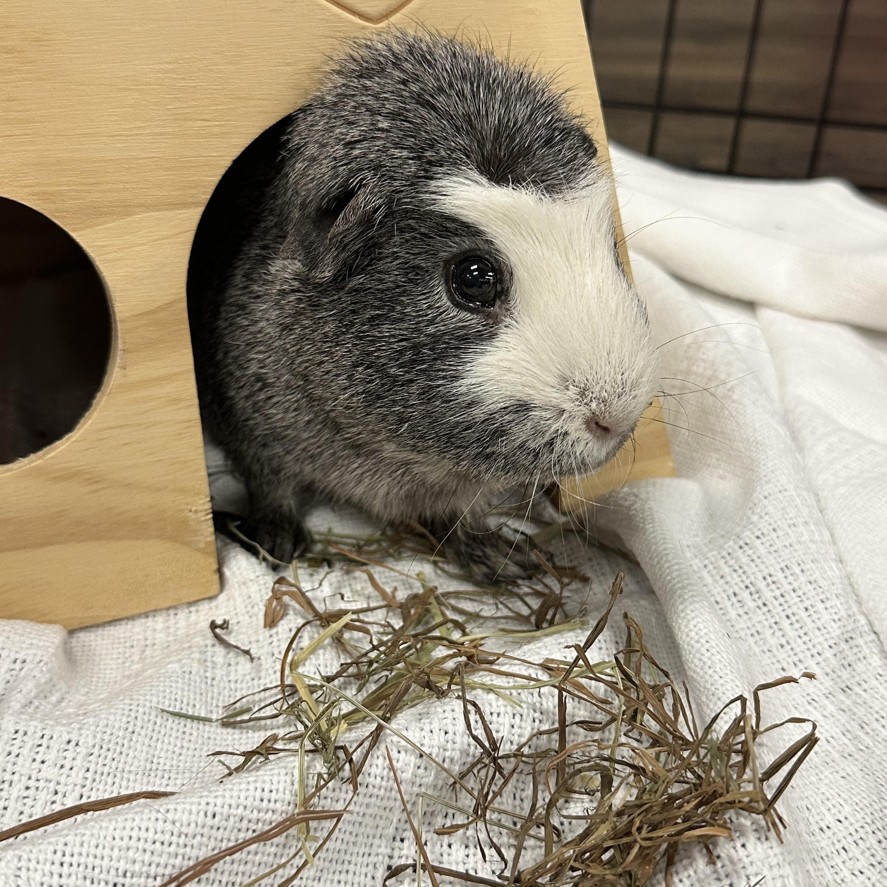 Enlarge Coffee & Latte, a Adoptable Guinea Pig in Riverside, CA image 3/3