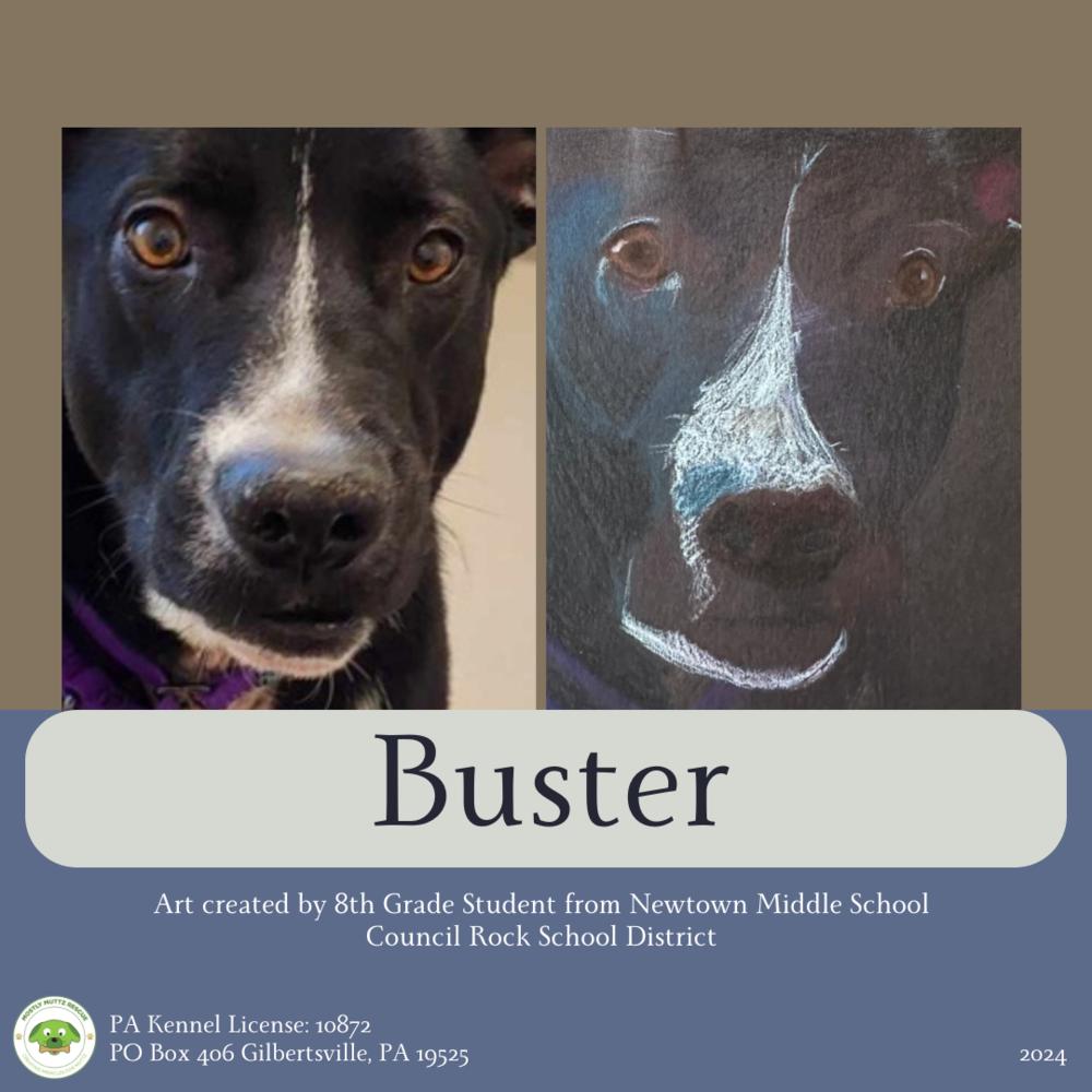 Buster, Adoptable, Adult Male Labrador Retriever.