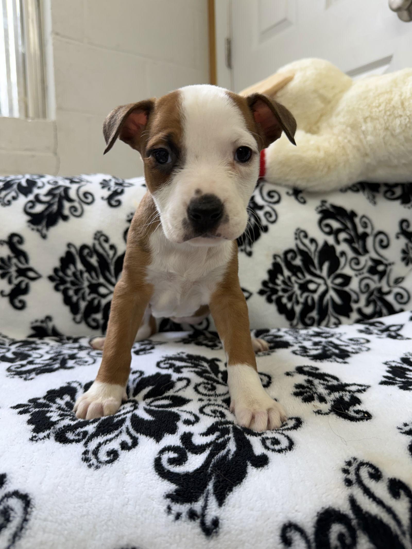 Jada, a Adoptable mixed breed in York, SC image 2/3