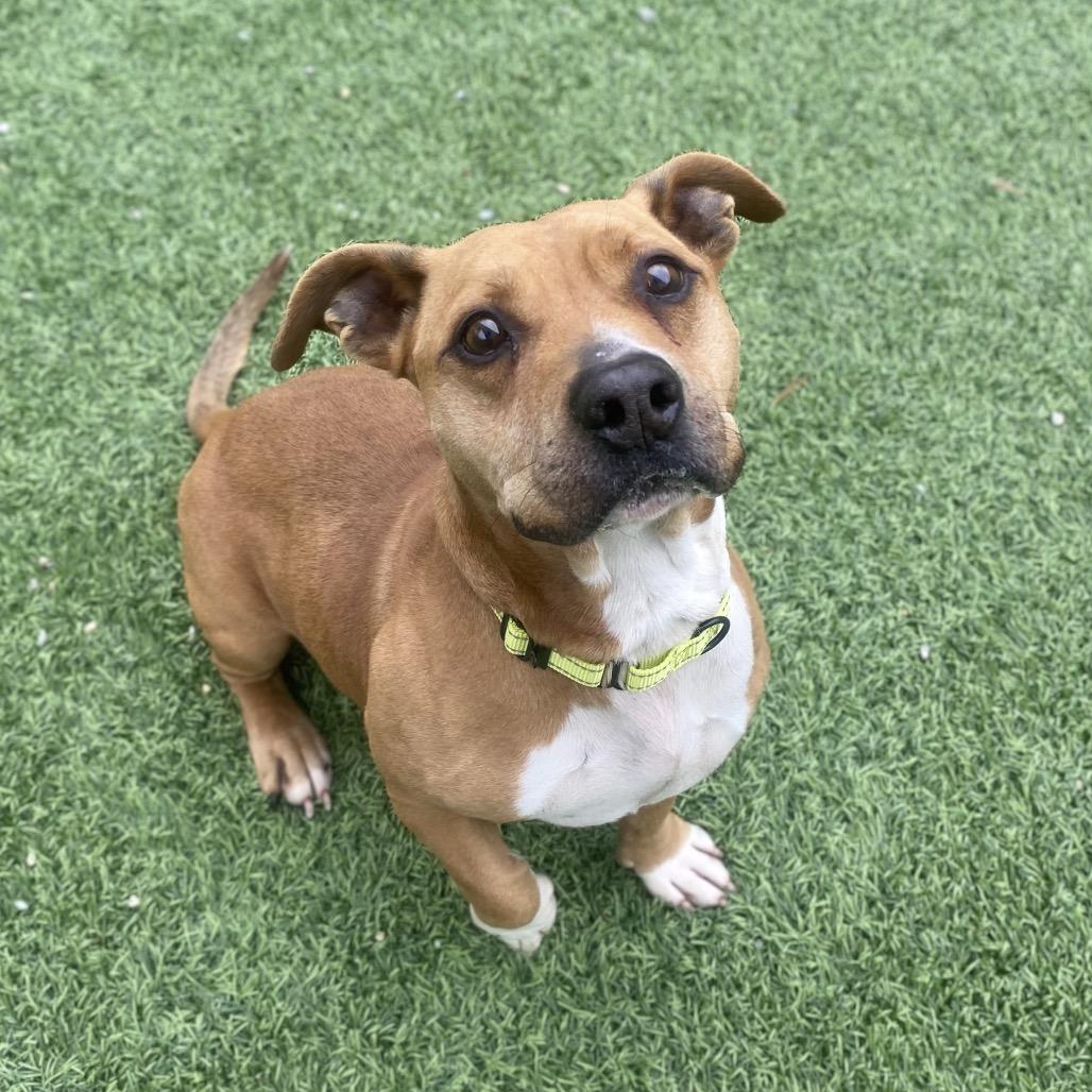 Mash, Adoptable, Adult Male Mixed Breed.