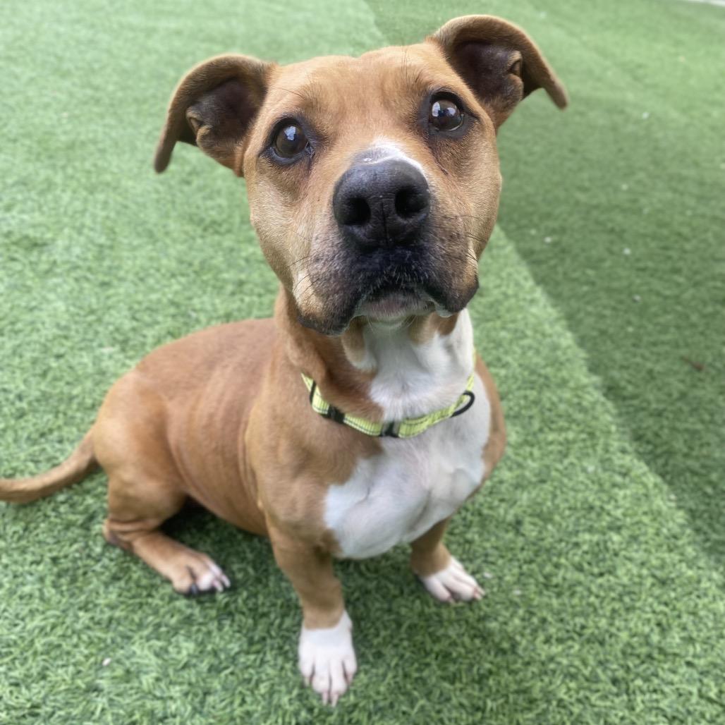 Mash, a Adoptable Mixed Breed in Batavia, OH image 3/5