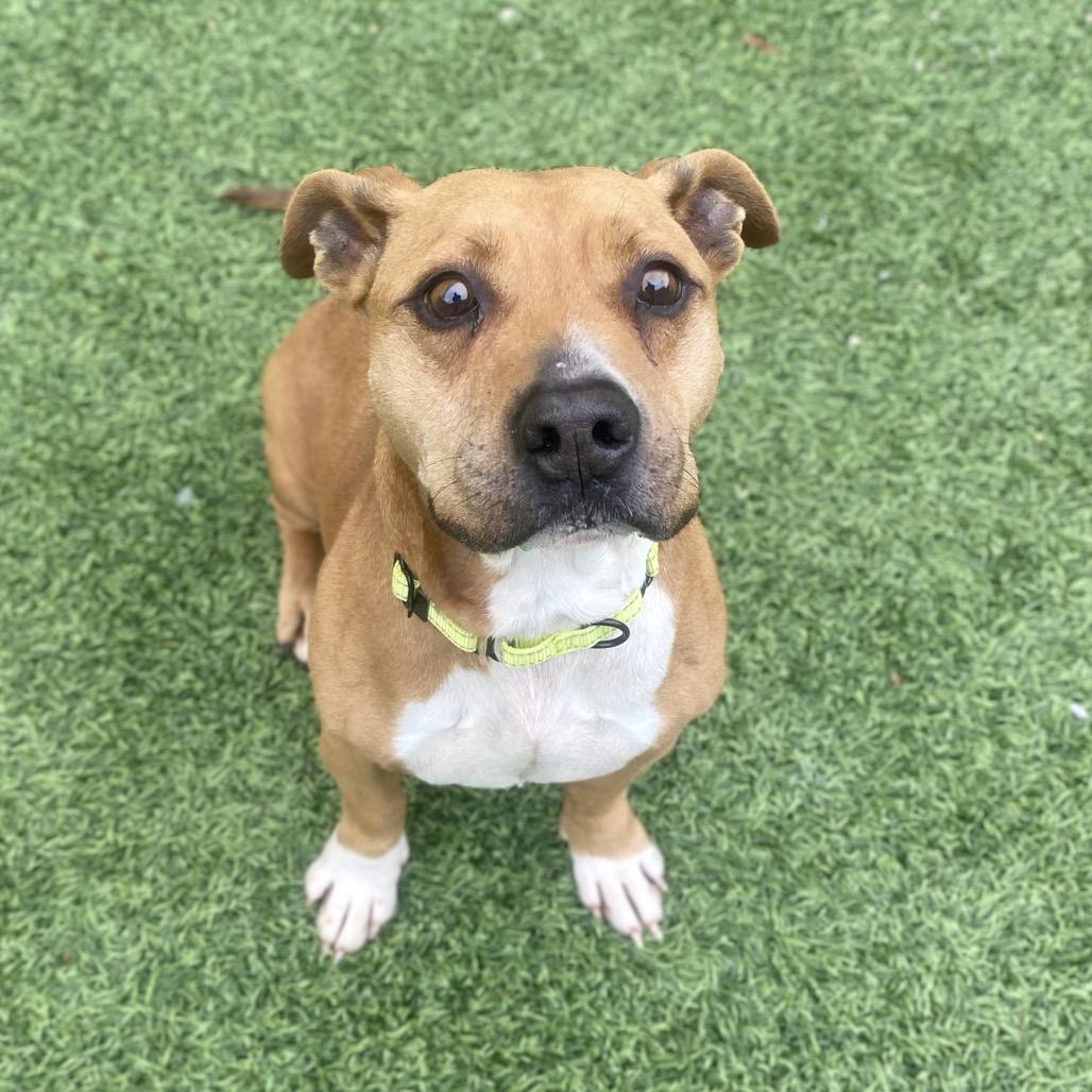 Mash, a Adoptable Mixed Breed in Batavia, OH image 5/5