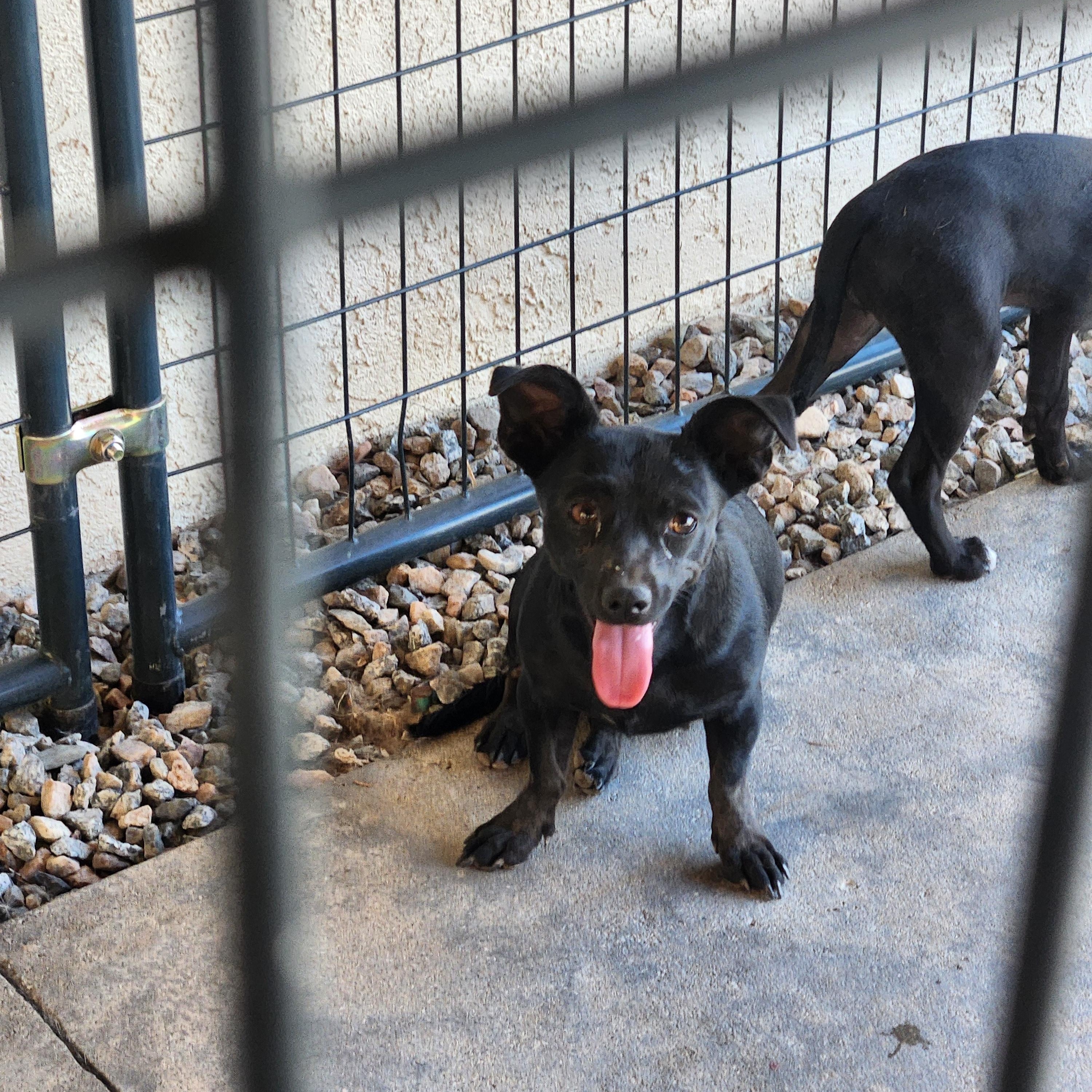 Nova, adopted, Adult Female Dachshund.