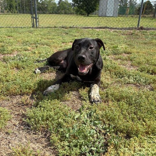 Enlarge Finn, an adoptable mixed breed in Valdosta, GA image 4/4