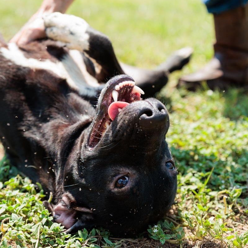 Finn, an adoptable mixed breed in Valdosta, GA image 6/6