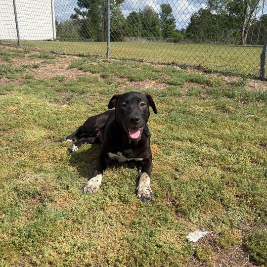 Finn, adoptable, Young Male Labrador Retriever & Pit Bull Terrier.