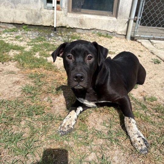 Enlarge Finn, an adoptable mixed breed in Valdosta, GA image 3/4