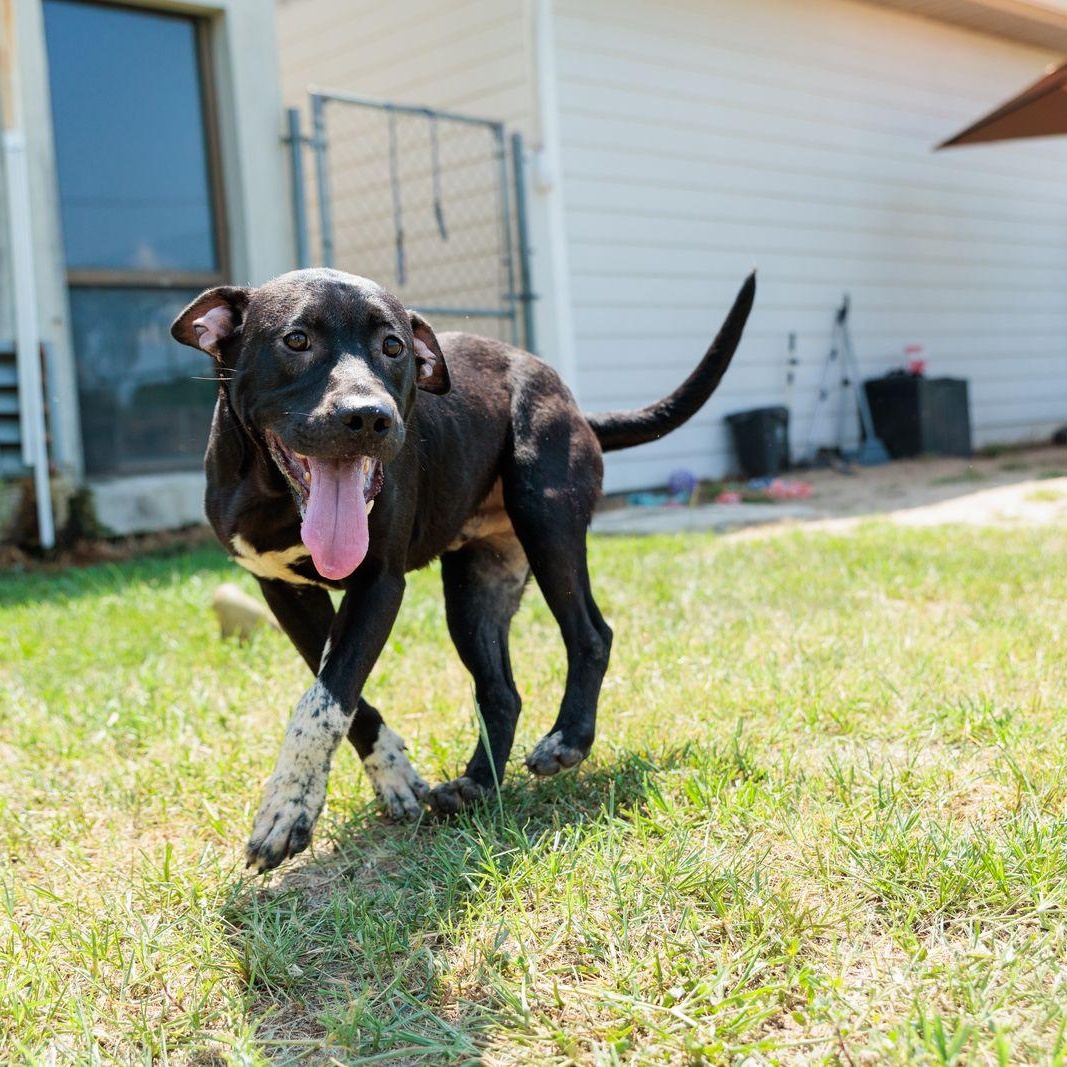 Finn, an adoptable mixed breed in Valdosta, GA image 5/6