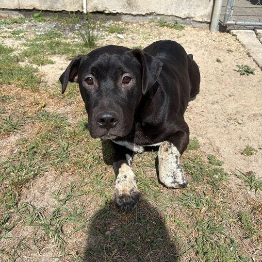 Enlarge Finn, an adoptable mixed breed in Valdosta, GA image 1/4