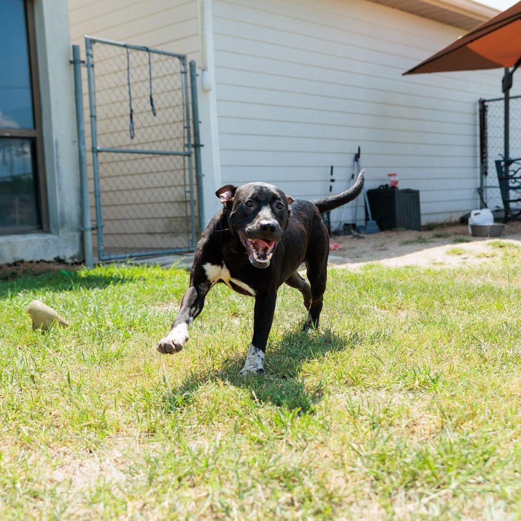 Finn, an adoptable mixed breed in Valdosta, GA image 4/6