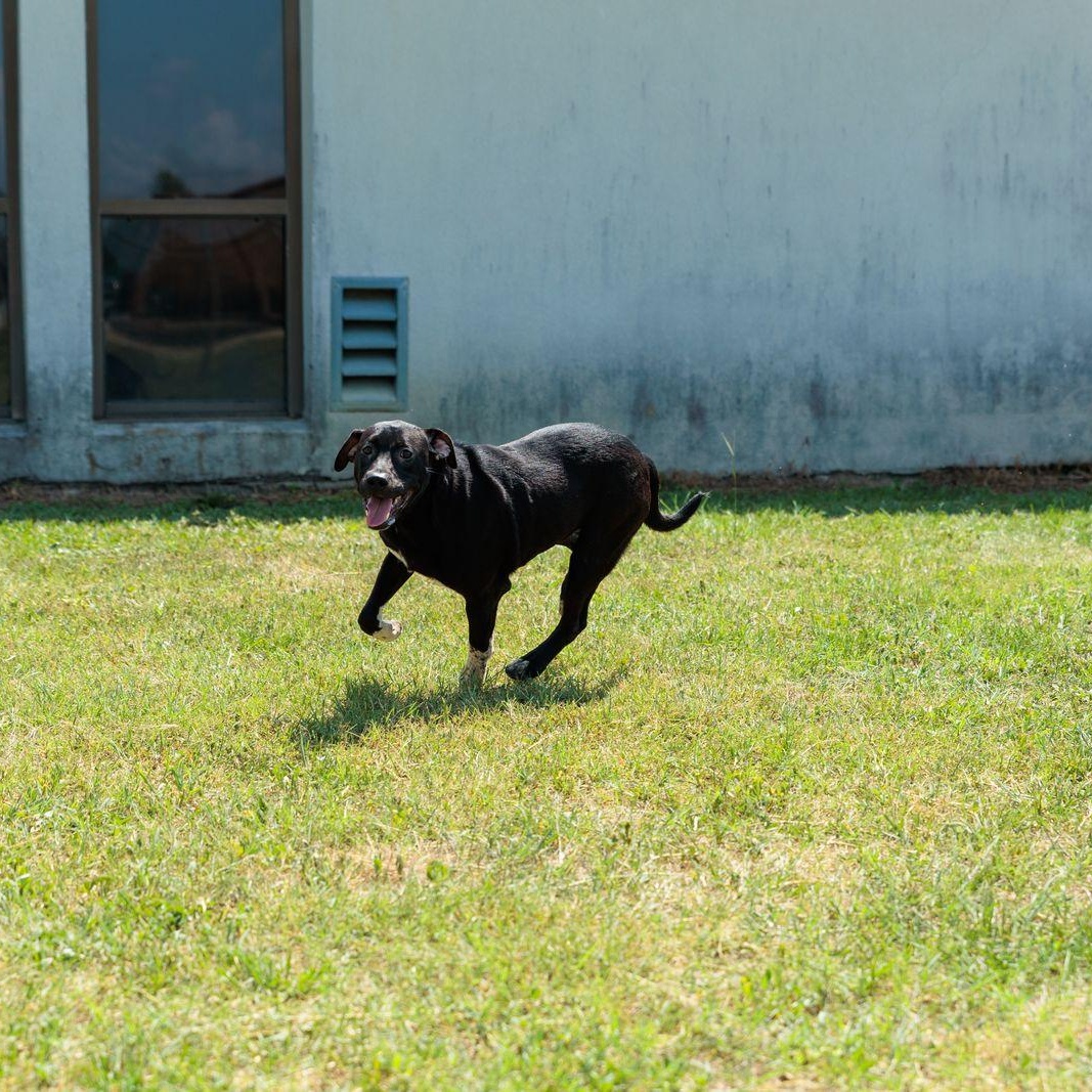Finn, an adoptable mixed breed in Valdosta, GA image 3/6
