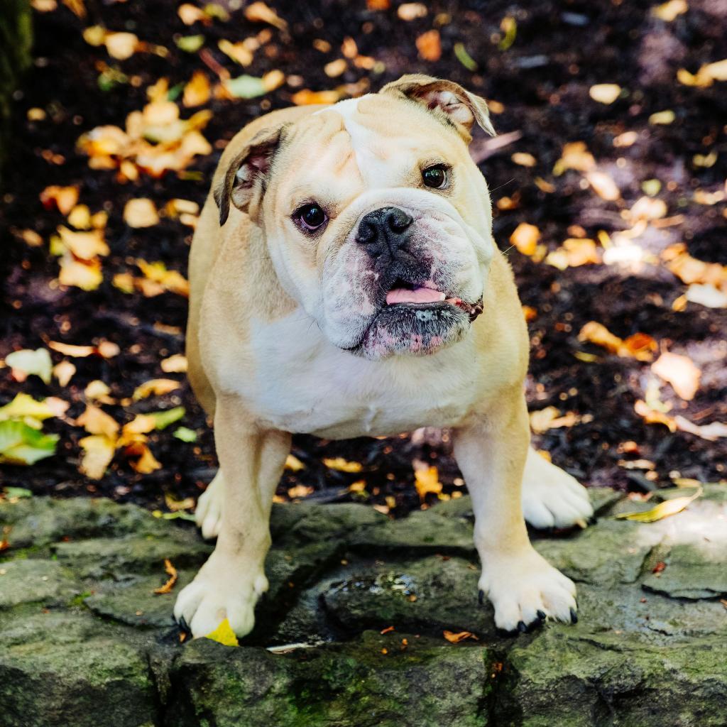 Chunk, Adoptable, Adult Male English Bulldog.