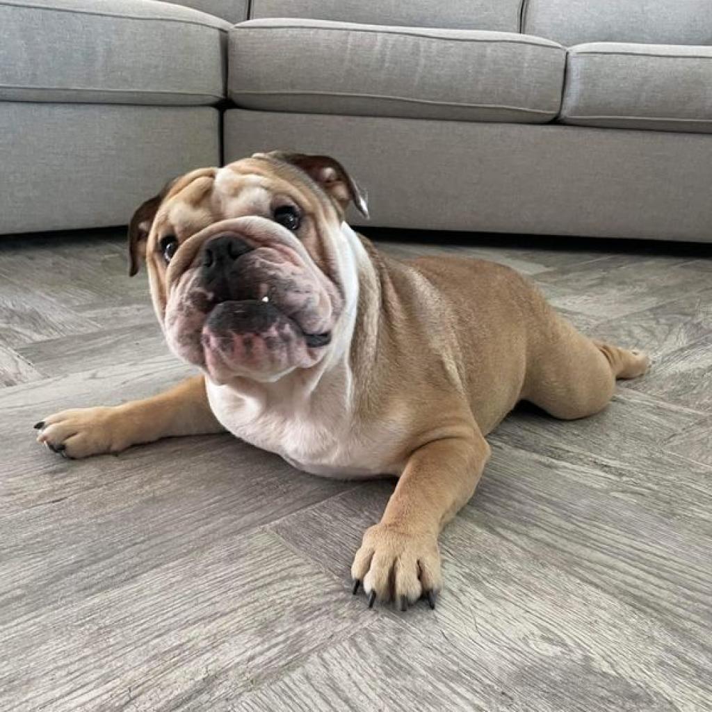 Enlarge Chunk, a Adoptable English Bulldog in Turlock, CA image 2/6