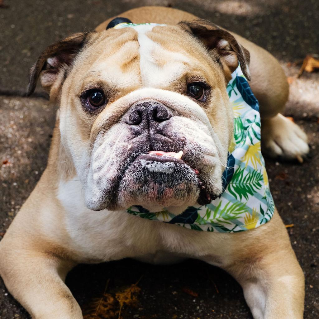 Enlarge Chunk, a Adoptable English Bulldog in Turlock, CA image 3/6