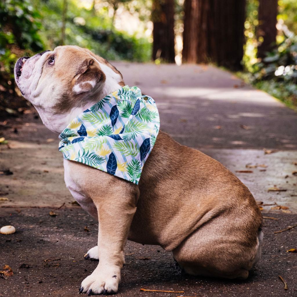 Enlarge Chunk, a Adoptable English Bulldog in Turlock, CA image 5/6